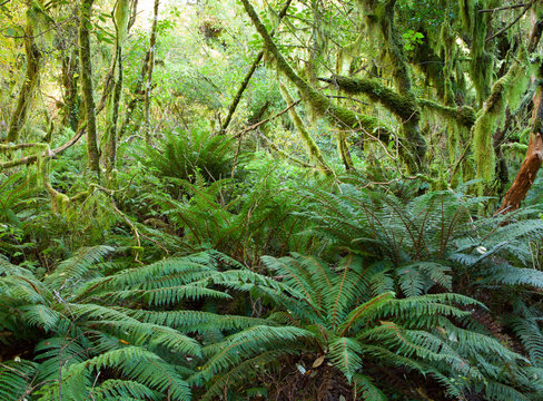 Temperate rain forest with  Fern , Fiordland National Park, South Island , New Zealand