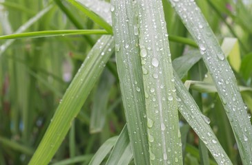 wet grass