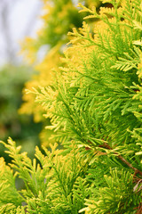 Autumn leaves the Cypress 

