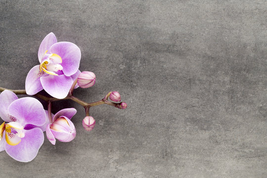 Beautiful pink orchid on a gray background.