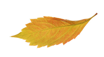 Autumn yellow leaf isolated on white