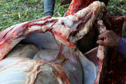 Necropsy cow disease diagnosis