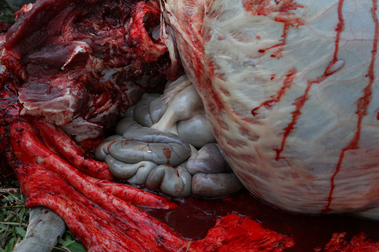 Necropsy cow disease diagnosis