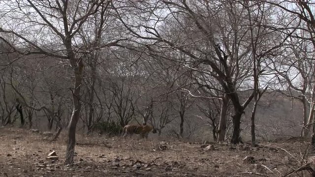 Bengal tiger&nbsp;(Panthera tigris tigris) coming down a slope in dry forest