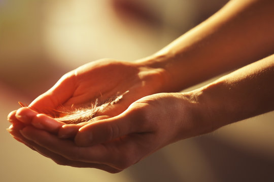 Hands holding a feather on blurred background, close-up