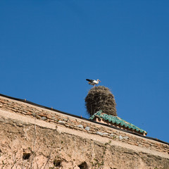 La cigogne marocaine