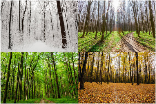 Fototapeta forest