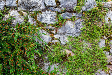 Plants on the stones