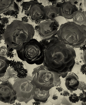 Fototapeta background of rose, black and white effect