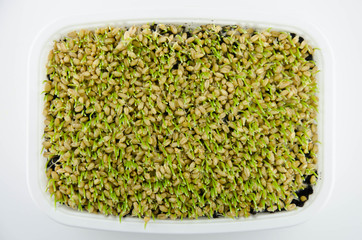 Wheat sprouts