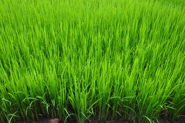 Rice in the rice field