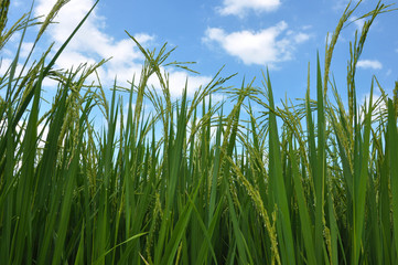 Fototapeta premium Rice leaves and blue sky