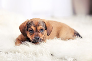 Cute puppy on carpet at home