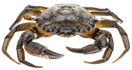 Fototapete Carcinus maenas -edible alive crab. © volff