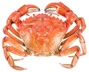 Cooked crab. File contains clipping paths.