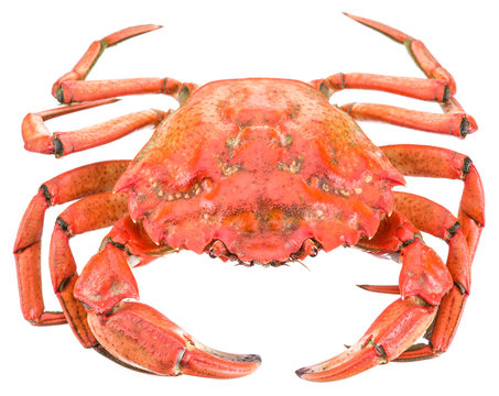 Cooked crab. File contains clipping paths.