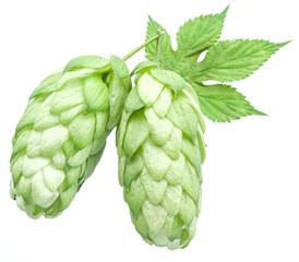 Fototapeta premium Hop cones. Isolated on white background.