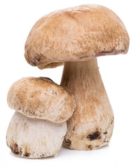 Porcini mushrooms isolated on a white background.