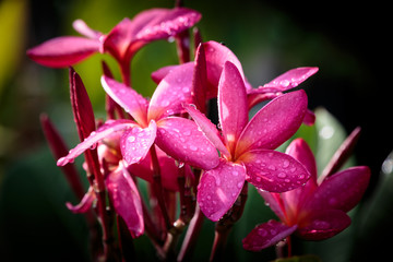 Pink Plumeria mit Regentropfen
