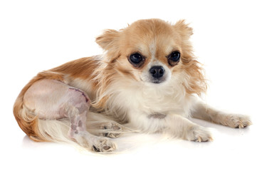 chihuahua and injury