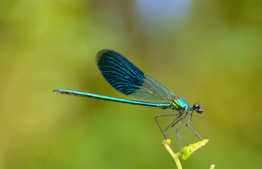 dragonfly in forest