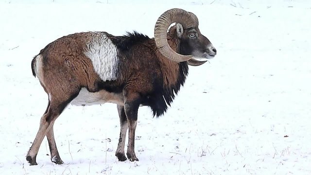 Mouflon 