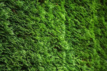 Natural green leaf wall background