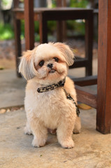 dog happy pet home smile cute face animal