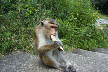 Fototapeta premium Monkey