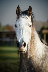 Obraz na płótnie Canvas Close up portrait of gray horse