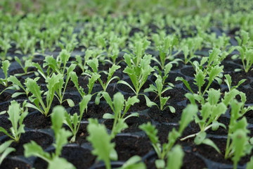 Seedlings on the vegetable tray.
