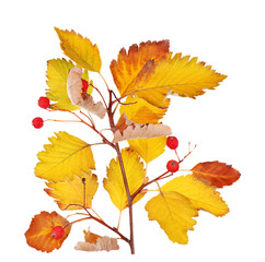 Branch with leaves and berries isolated on white background