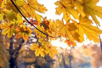 Branch with yellow leaves