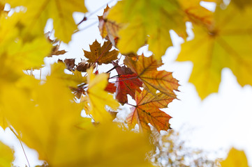 Branch with yellow leaves against the sky