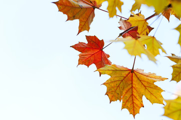 Naklejka na ściany i meble Yellow autumn leaves against bright sky