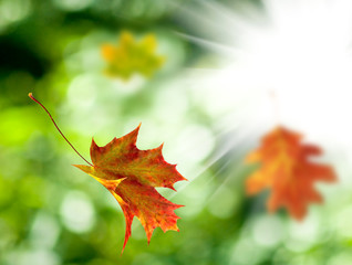 Image of leaves in the autumn park closeup