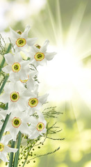 image of white beautiful flowers in the garden close-up