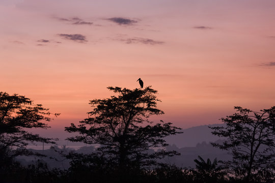 African stork bird marabou stands on tree top in sun back lighting at dawn against sunrise glowing over Victoria Lake background. Jinja, Uganda, Eastern Africa.
