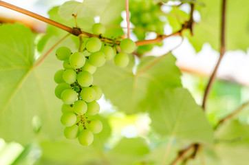 bunches grapes sweet hang from a vine
