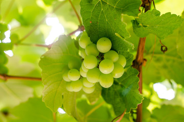 bunches grapes sweet hang from a vine