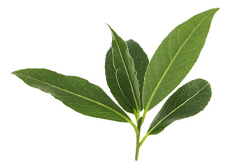 Fresh twig with bay leaves, isolated on white