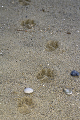 Fototapeta na wymiar Footprints on the sand of beach. Color image