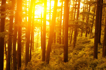 Pine forest with golden sunlight