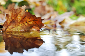 Colored autumn leaf in the water