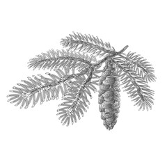 Spruce branch with cone as vintage engraving Vector