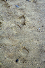 Footprints on the sand of beach. Color image