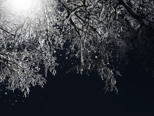 Winter scenery, frosty trees in night