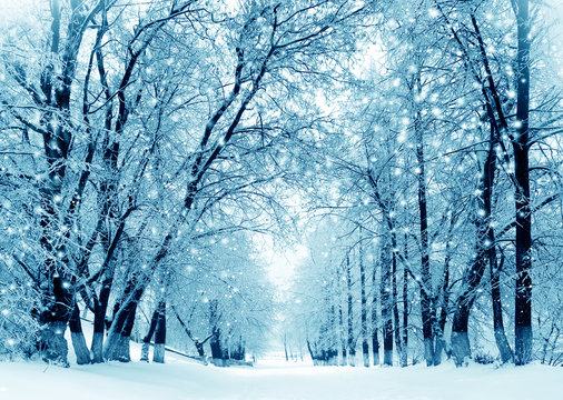 Winter scenery, frosty trees in park