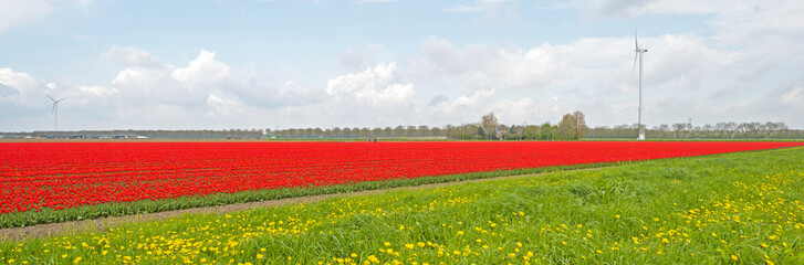 Fototapeta na wymiar Bulb fields with tulips in spring 