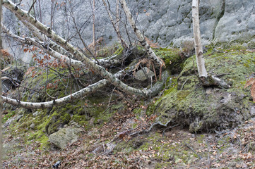 Rocks in frost. First snow in the forest.